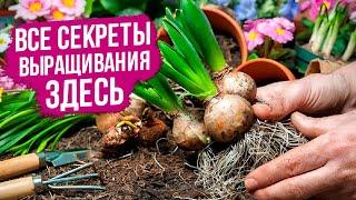 Секреты выращивания луковичных цветов Обильное цветение вам обеспечено.