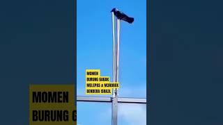 detik² burung gagak melepas dan merobek bendera israel