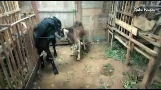 Big goat first meeting with a small goat l mengawinkan kambing Jawa randu