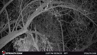 LEAPORD EATING BAIT - Leopard investigate the trail cam