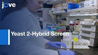 Yeast 2-Hybrid Screen in Batch to Compare Protein Interactions  Protocol Preview