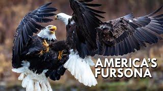 Bald Eagle America’s Fursona