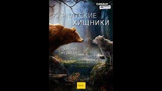 Карпатские хищники  Carpathian Predators 4K серии 1 Царство медведя