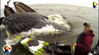 HUGE Whale Surprises Guy on Kayak  The Dodo