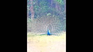 Peacock Dancing at Chitwan #wildlife #youtubevideo #shorts #shortsfeed #shortsvideo