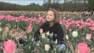 Волинська Голландія Західна Україна у тюльпанах
