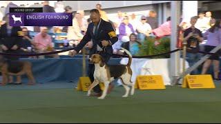 English Foxhounds  Breed Juging 2023