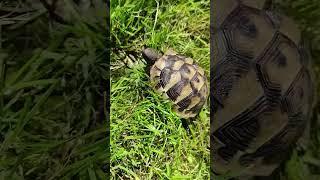 #turtle #little #cute #baby #animals #video #shots