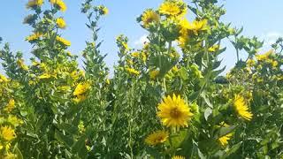 Silphium integrifolium oilseeds field