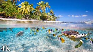 11 HOURS Stunning 4K Underwater footage + Music  Tahiti Reef Relaxation  Ambient Nature Film