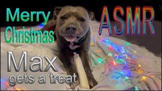 ASMR  @EmperorMaxASMR   Max Chews  Max Gets a Treat for Christmas   No Tallking