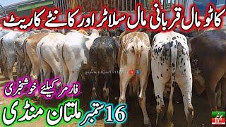 Multan Cow Mandi Fresh Latest Update Today Katto Qurbani Bachre 2025  Cow Mandi 2024  Multan Mandi