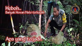 WUJUD NYATA IBL15 MENYERUPAI PREDATOR TONTON VIDEONYA SEPERTI APA