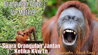 Orangutan voice for M4t1n9suara orangutan jantan k4w1n @orangutanhouseboattour6258