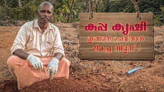 കപ്പ കൃഷിയ്ക്ക് ഇനി മികച്ച വിളവ്  Tapioca Cultivation In Malayalam  Kappa Krishi In Malayalam