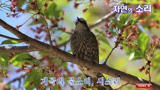 자연의 소리 Sounds of nature- 계곡의 물소리 새소리 3시간