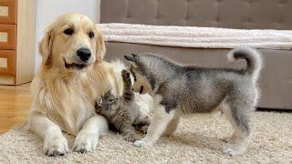 Golden Retriever and Husky Puppy React to Fluffy Kitten for the First Time