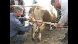 кастрация быка в с. Зибирхали Ботлихского района