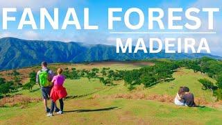 Magical Fanal Forest With Beautiful Ancient Laurisilva Trees 4K  Madeira