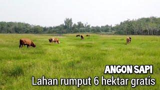 Angon sapi lahan rumput 6 hektar gratis