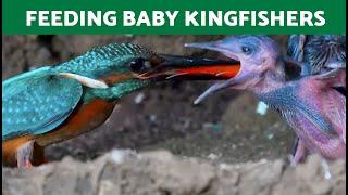 Common KINGFISHER  Feeding its CHICKS