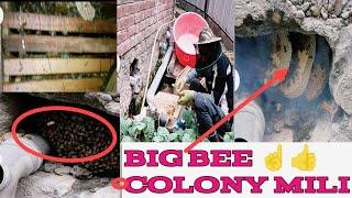 Big bee colony ko 1 ghar sa nikla how i remove bees from wall #cutouts #beehive @Kashmiribeekeeper