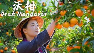 One Fruit for a Table - Orah Mandarin An Irreplaceable Sweet and Sour Juicy Fruit