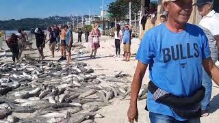 Imagens da temporada da pesca da tainha    BombinhasBombas SC mês Maio 15 dias de junho.