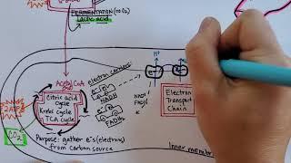 Cellular Respiration  Summary