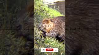 Super Slow-Motion Beaver Shot 1000 framessecond