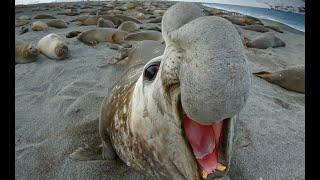 Elephant Seal Fight Robot Spy Penguin Needs Backup From Spy Elephant Seal