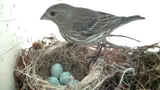 Finch 06 16 21 Sittin on Eggs