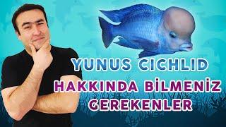 BUNLARI BİLİYORMUYDUNUZ Yunus Balıkları #birbalıkmasalı #akvaryum #yunusbalıkları