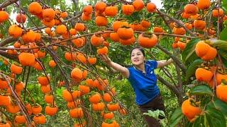 How To Harvest Forest Persimmon & Go to market sell  65 days of fruit harvesting An Phú Daily Life