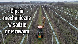 Cięcie mechaniczne piłami w sadzie gruszowym