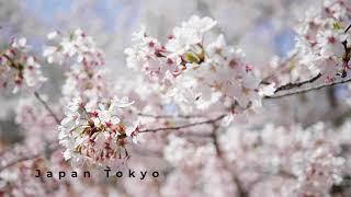 Tokyo  Sakura 4K Japan Cinematic Shoot with BMPCC 6k Pro + Sigma 18-35