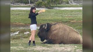 Despite warnings woman approaches bison for selfie in Yellowstone