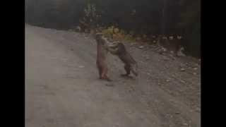 Two Lynx Fight Over Territory