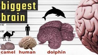 Biggest Brain in the World - Size Comparison  Comparison of Brain Size in the World  World INFO