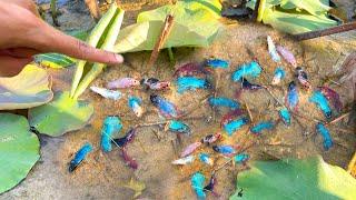 Unbelievable Unique Catch Betta Fish Catching And Finding A Lot Of Fish In Lotus Lake