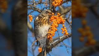 Пение дрозда - рябинника. Birds of eden.