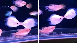 Fish Fighting By Kissing Each Other