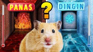 Labirin Panas vs Dingin Untuk Hamster ️ Tantangan Labirin DIY