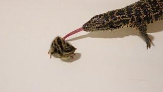 Golden Tegu eats two day old quail chicks