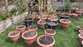 The full Persimmon video. Some of my plants are suffering quite bad dieback my thoughts about why