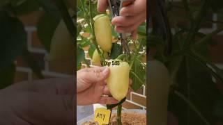 Growing Sweet Peppers from Seed to Harvest