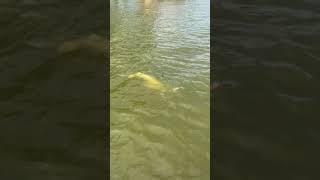 Alligator Gar Fishing For Monsters