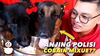 REAKSI ANJING HERDER MAKAN MIXUE