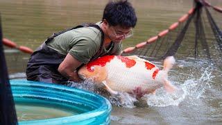 How to Breed Koi Fish? Step by Step Documentary