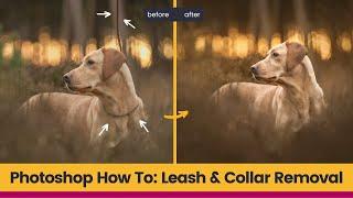 How to Remove a Lead in Photoshop  Dog Leash & Collar Removal in a Adobe Photoshop Tutorial